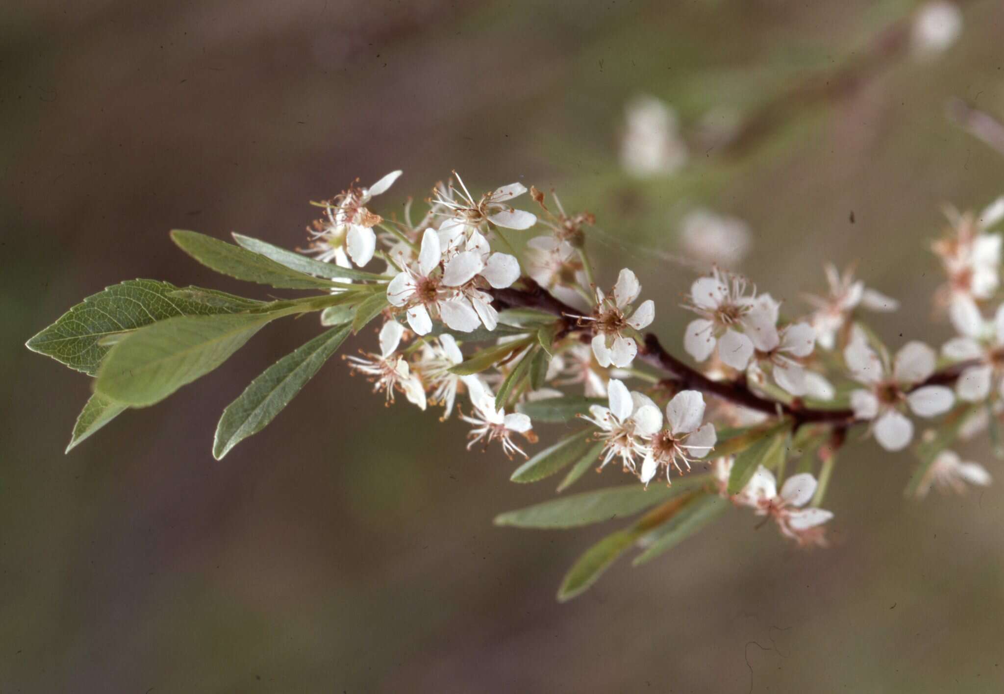 Image of western sandcherry