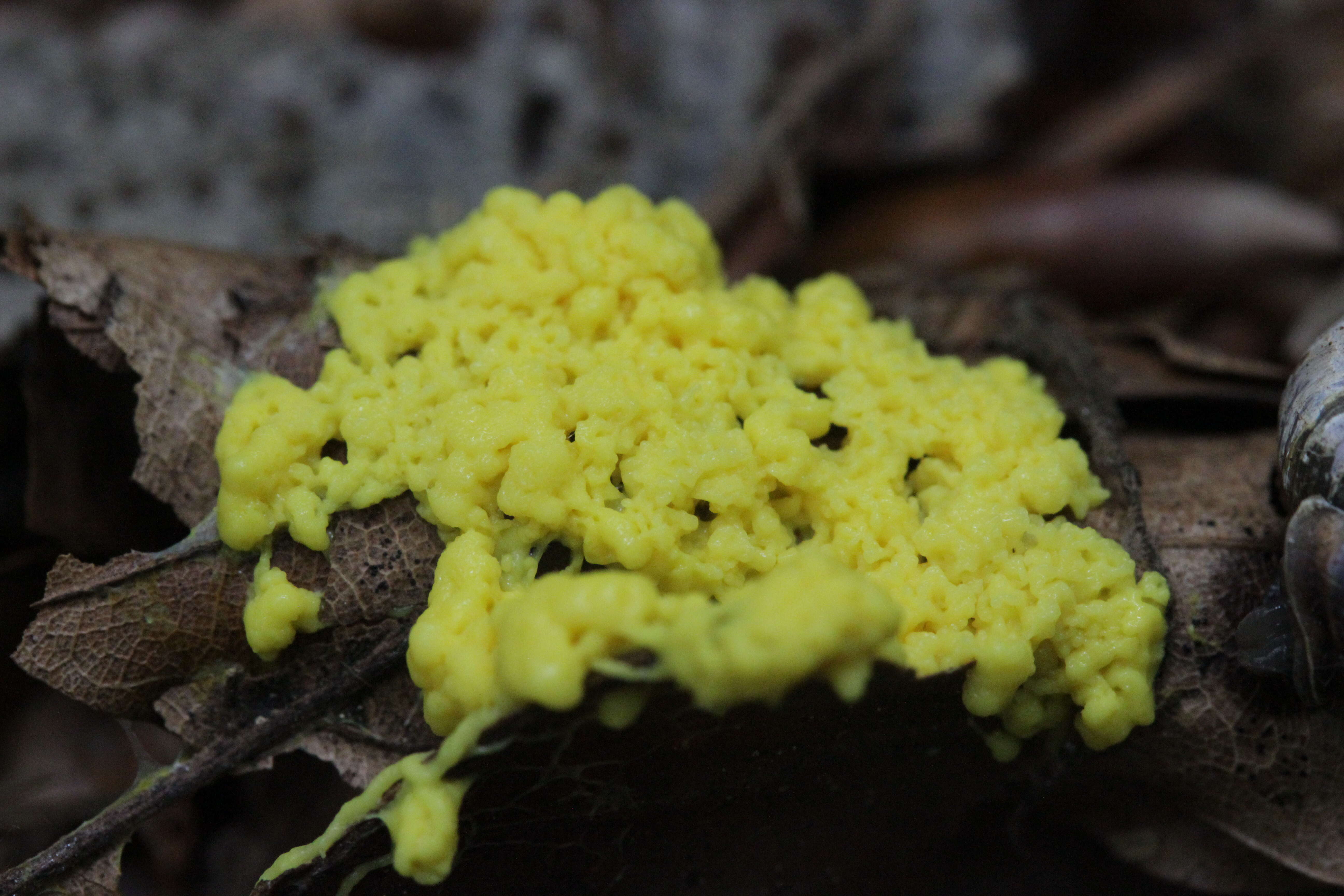 Image of Dog vomit slime mold