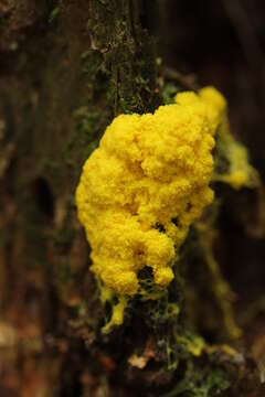 Image of Dog vomit slime mold