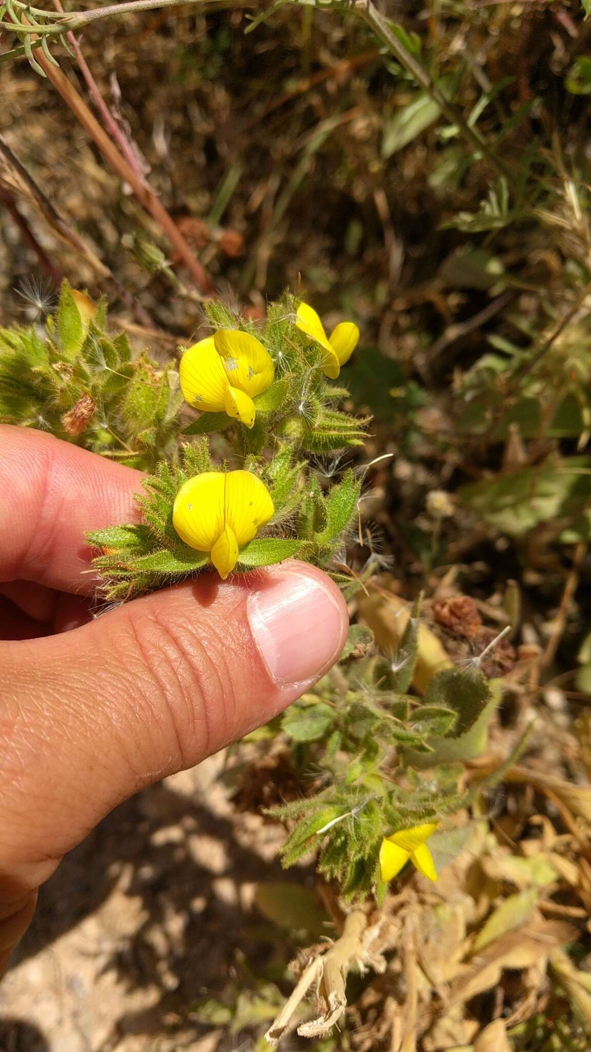 Ononis pubescens L.的圖片