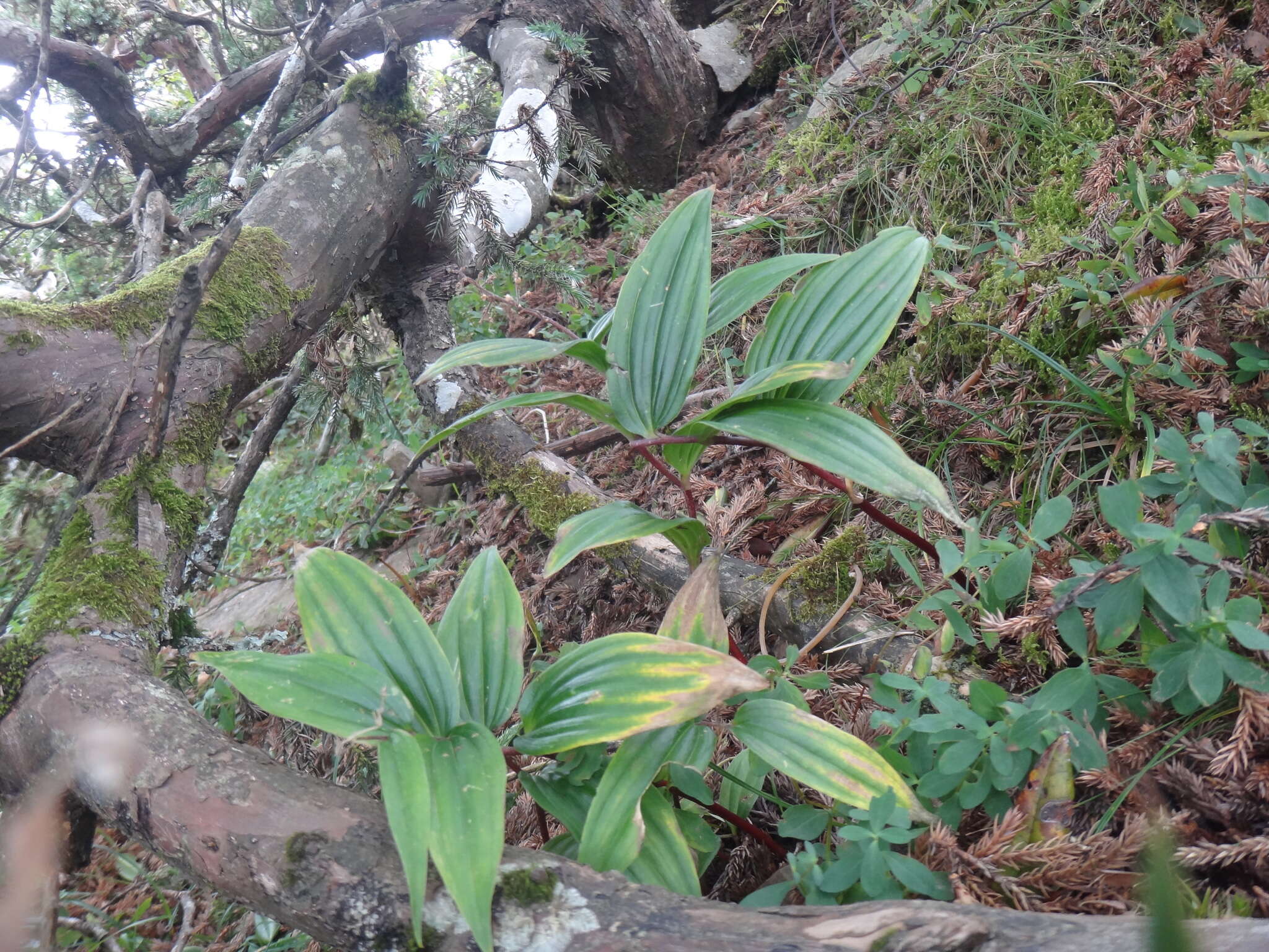 Imagem de Maianthemum formosanum (Hayata) La Frankie