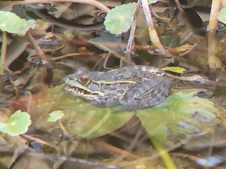 Image of Chiricahua Leopard Frog