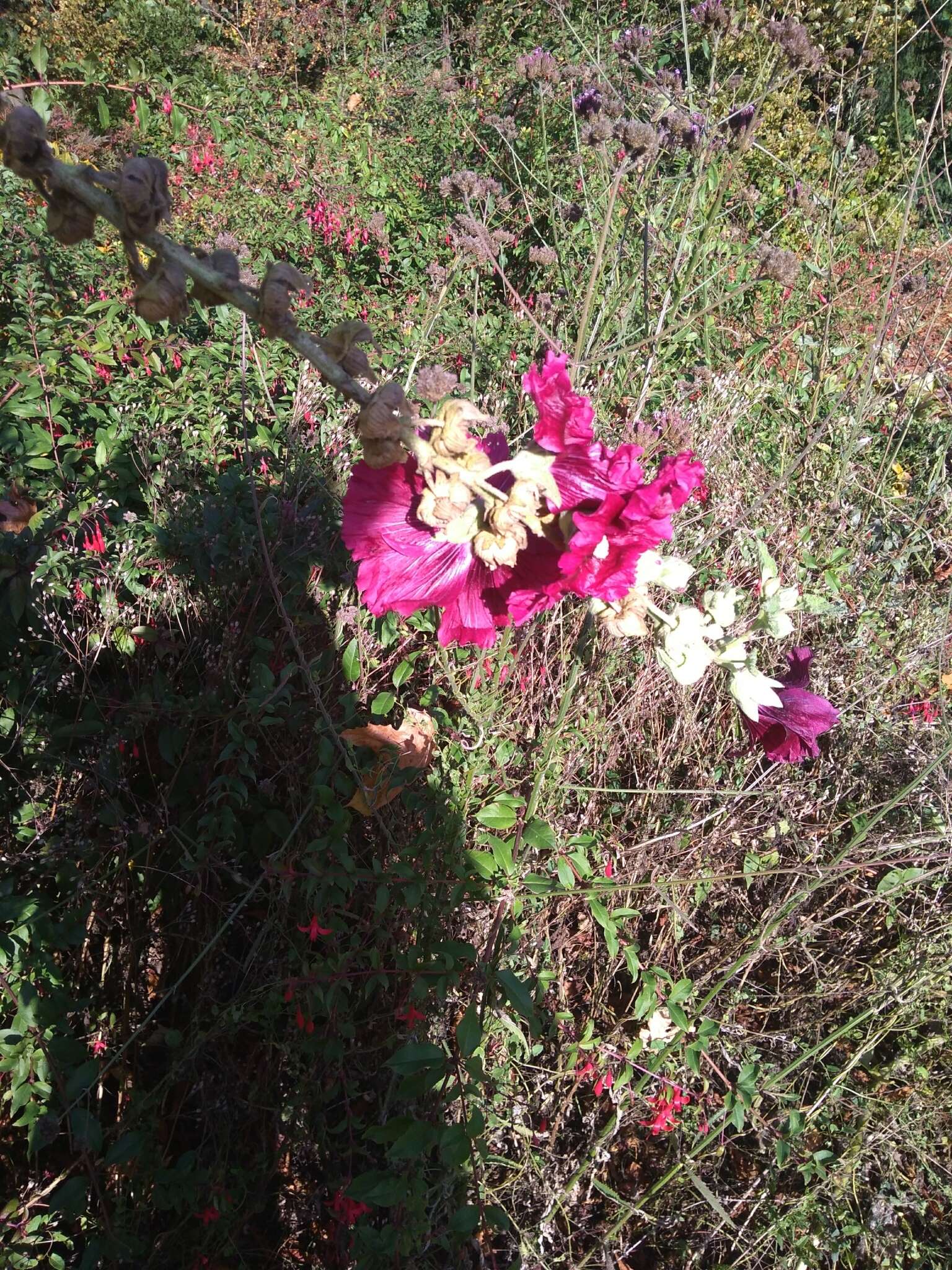 Image of hollyhock