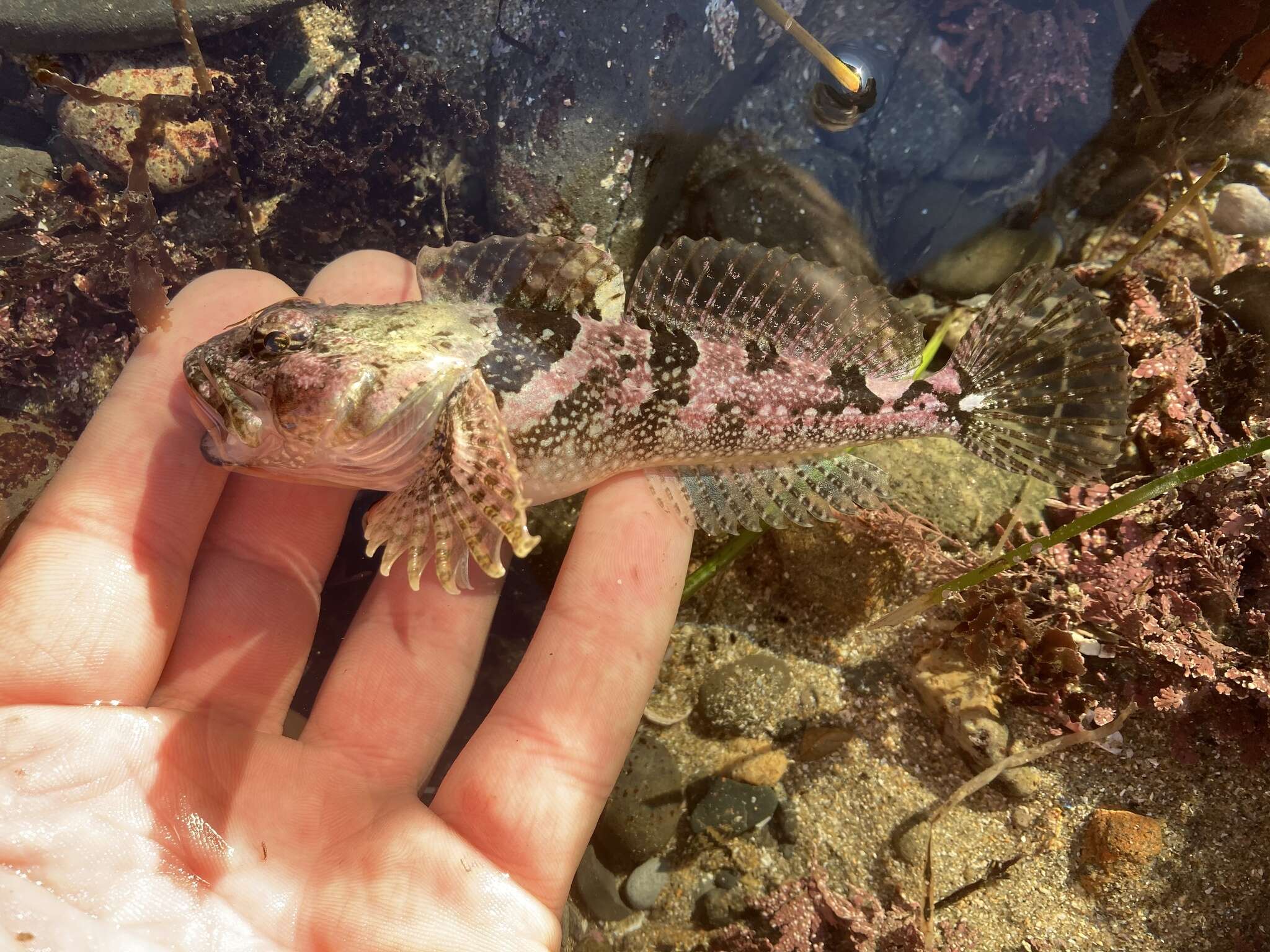 Image of Round-nosed sculpin