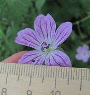 Image of Geranium albanum M. Bieb.