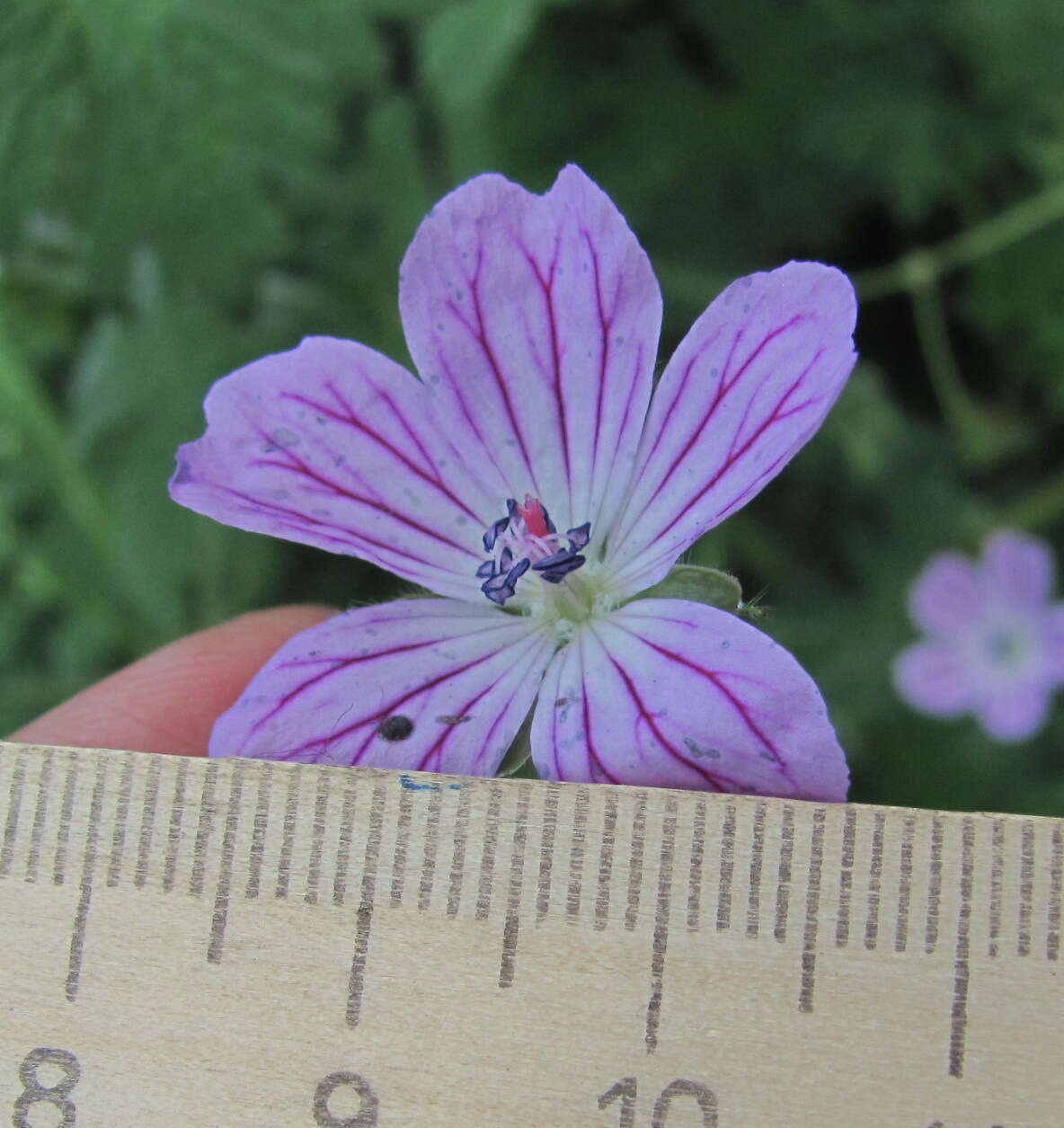 Image of Geranium albanum M. Bieb.