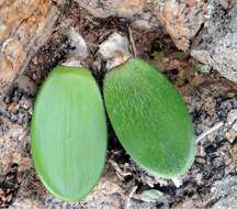 Imagem de Haemanthus unifoliatus Snijman