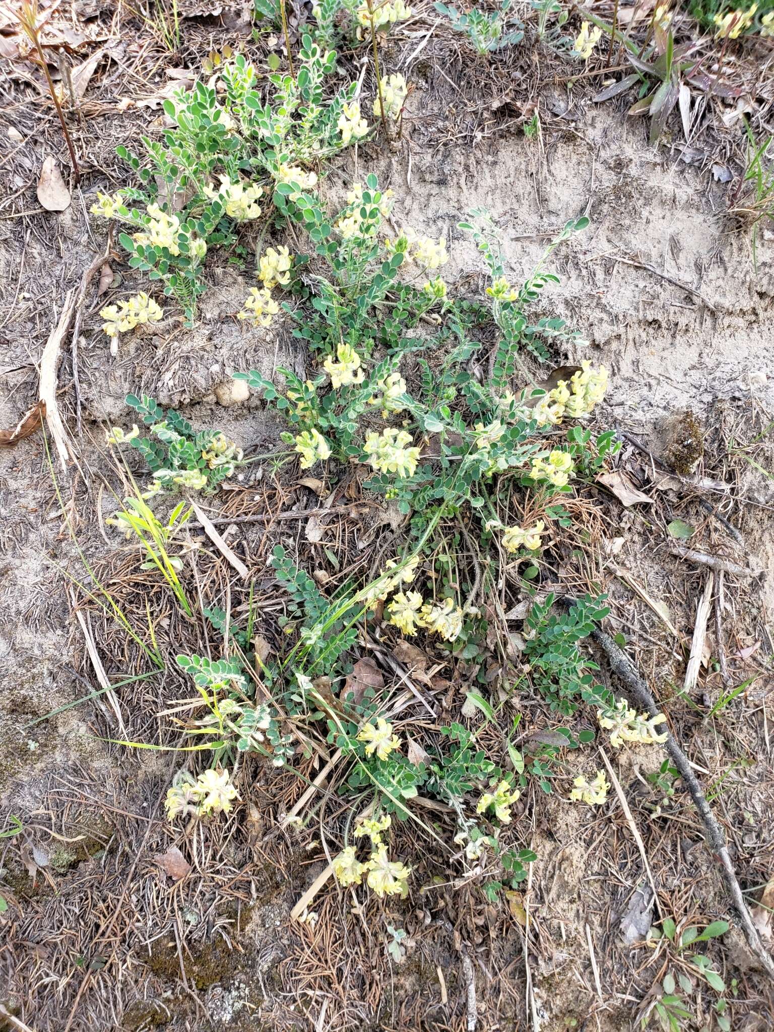 Imagem de Astragalus villosus Michx.