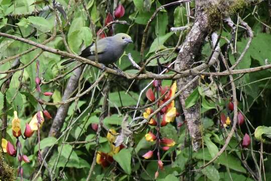 Image of Palm Tanager