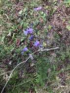 Image de Symphyotrichum georgianum (Alexander) G. L. Nesom