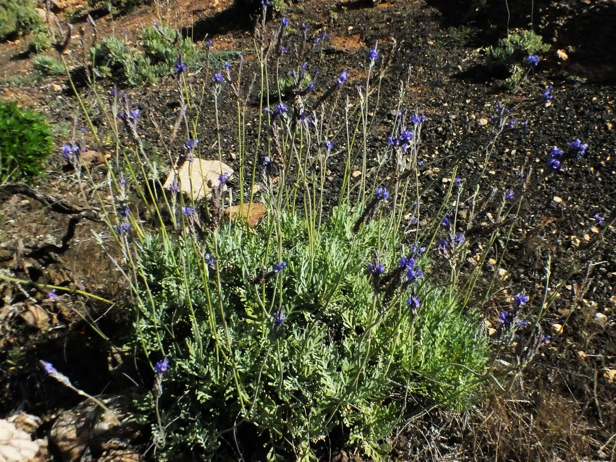 Plancia ëd Lavandula pinnata Lundmark