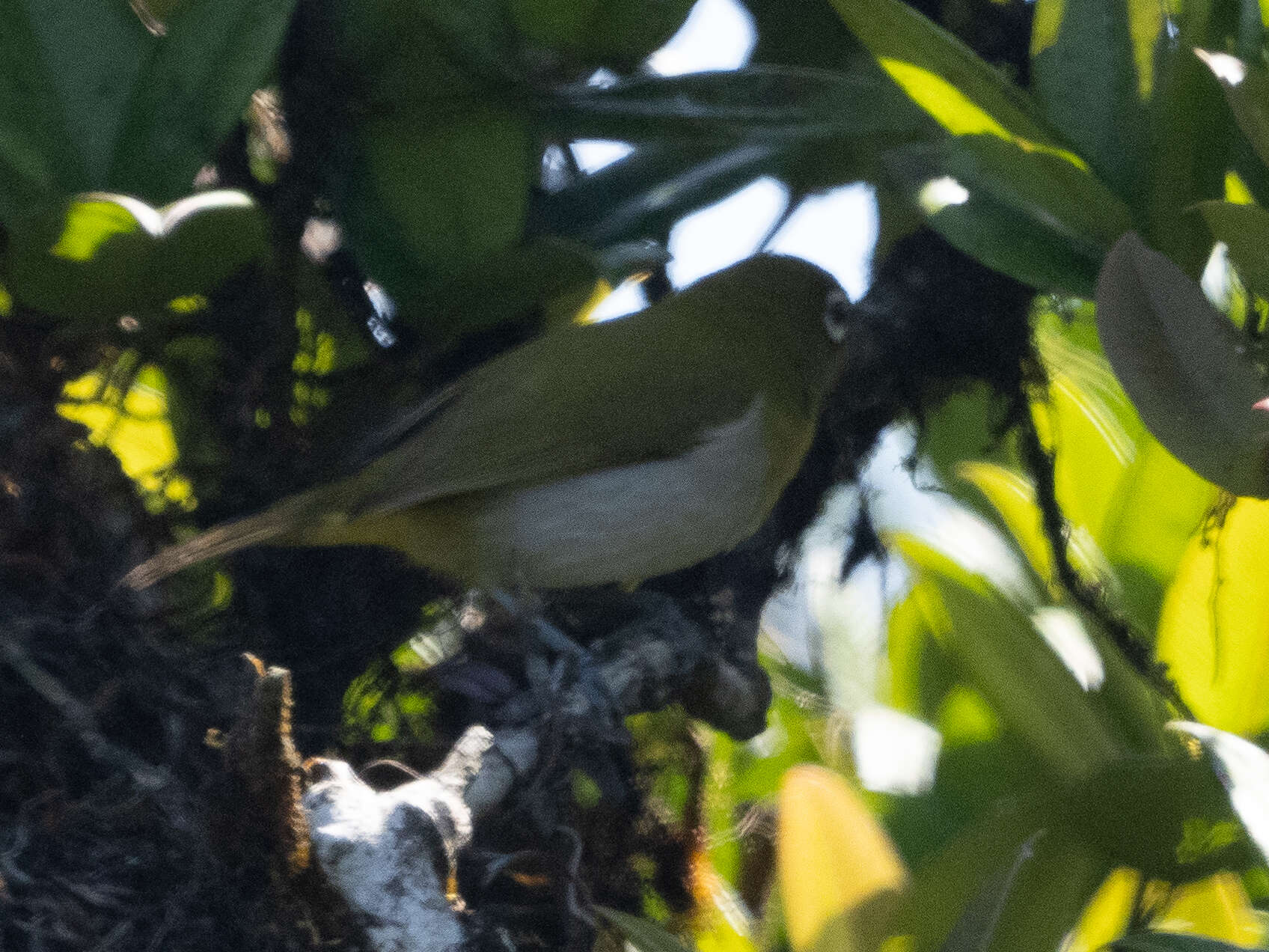 Image of Ceylon White-eye