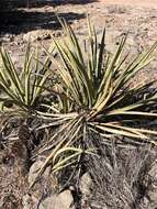 Imagem de Yucca baccata var. baccata