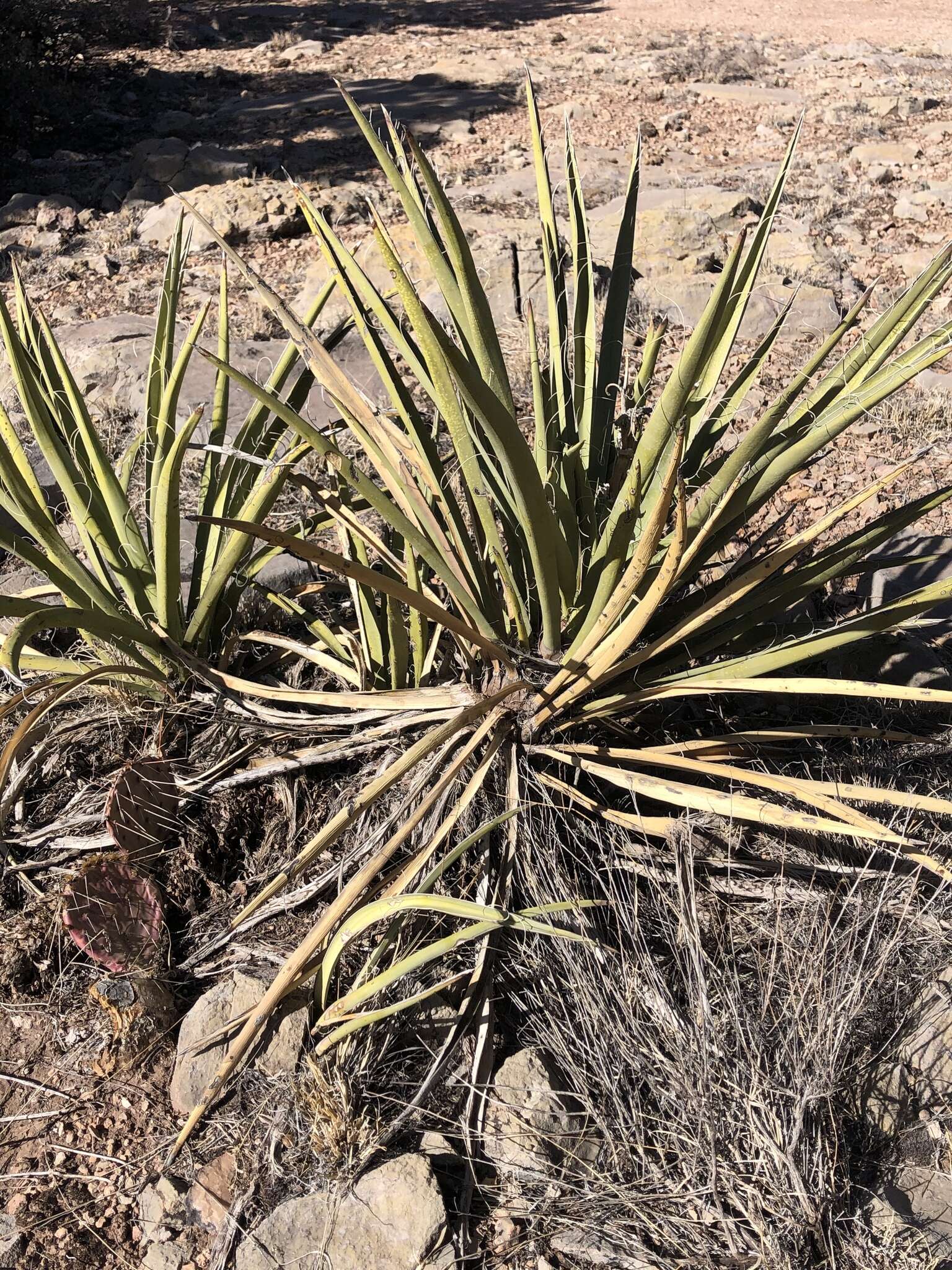 Yucca baccata var. baccata resmi