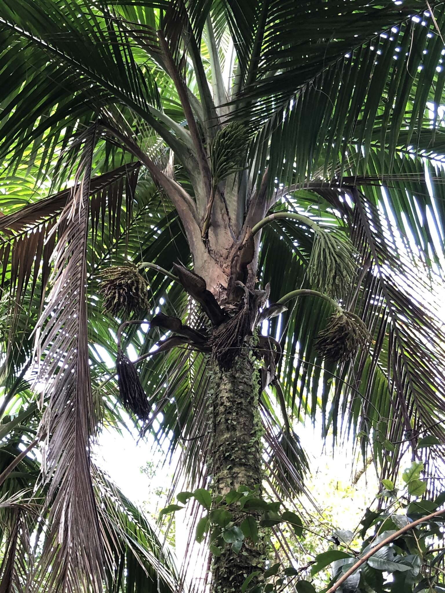 Image of Puerto Rico manac