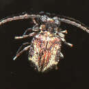 Image of <i>Trymolophus cephalotes</i> (Pic 1939)