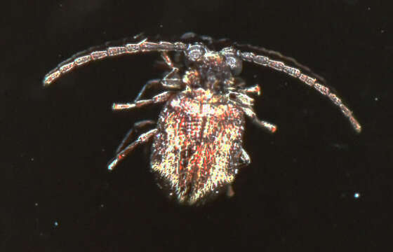 Image of <i>Trymolophus cephalotes</i> (Pic 1939)