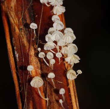 Image of Mycena albidocapillaris Grgur. & T. W. May 1997