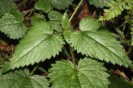 Image of Urtica incisa Poir.