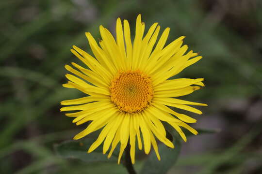 Image of Inula hirta