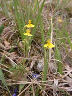 Imagem de Helianthemum canum (L.) Baumg.