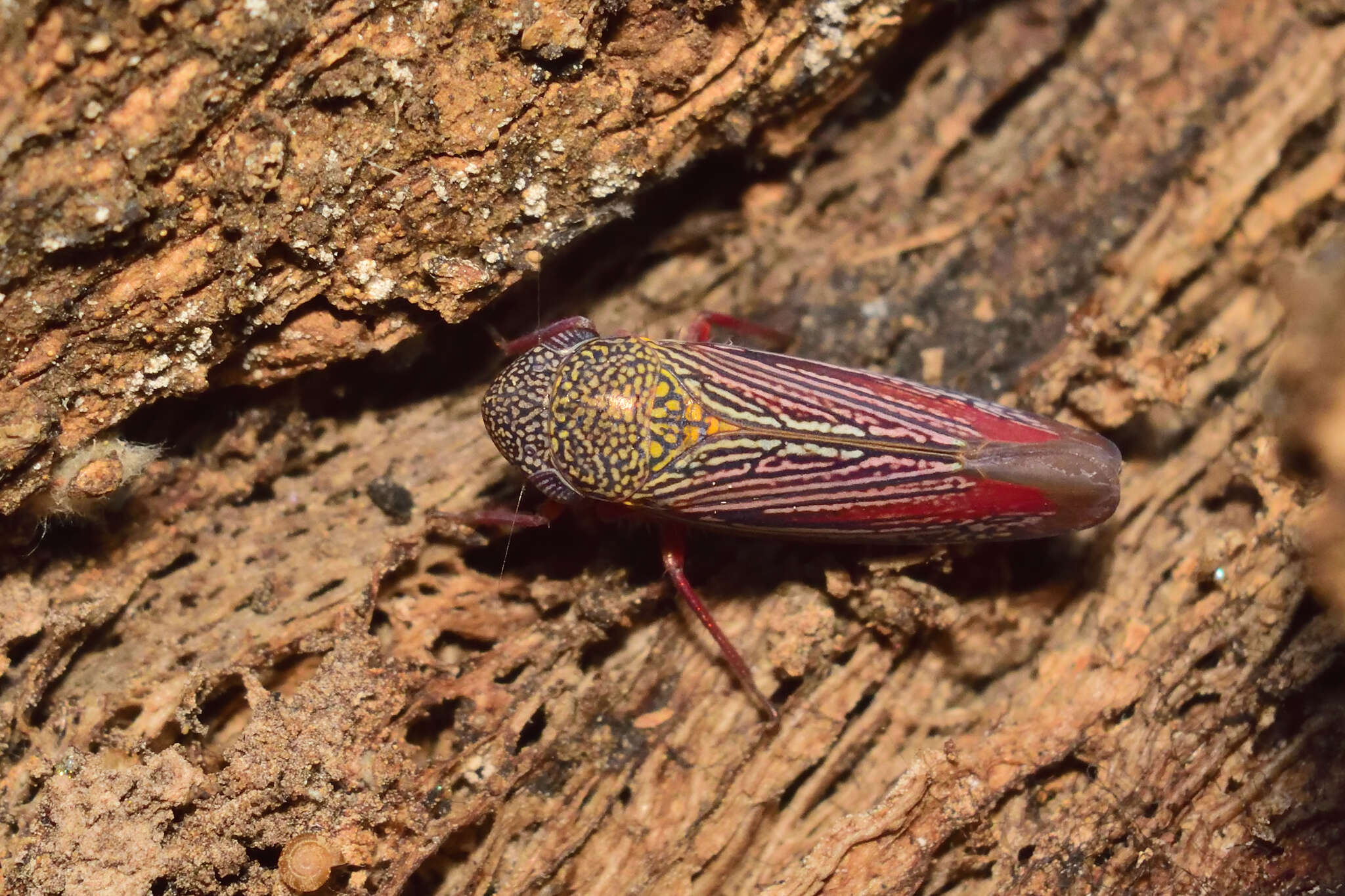 Image of Apogonalia krameri Young 1977