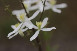 Imagem de Clematis recta L.