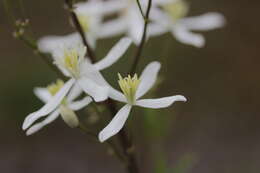 Imagem de Clematis recta L.