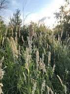 Image of Siberian melicgrass