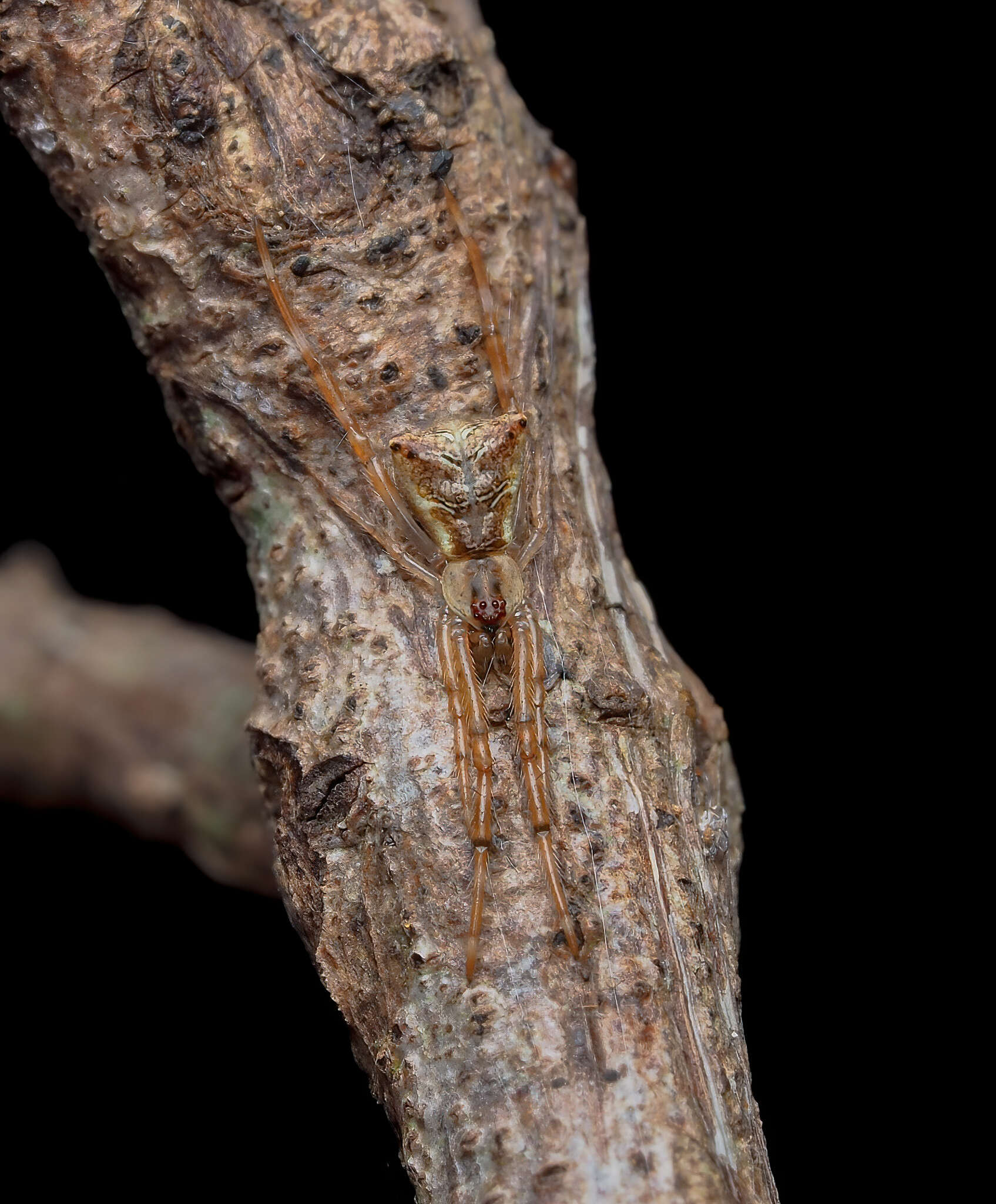 Janula bicornis (Thorell 1881) resmi