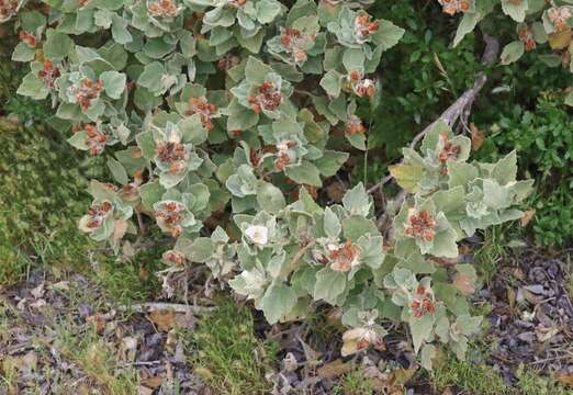 Imagem de Malacothamnus palmeri (S. Wats.) Greene