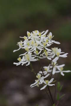 Imagem de Clematis recta L.