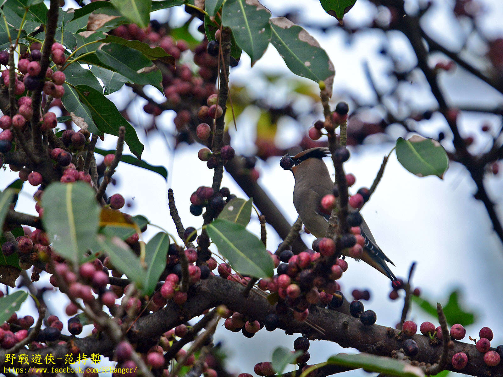 Image of Japanese Waxwing