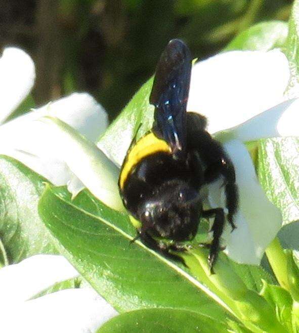 صورة Xylocopa caffra (Linnaeus 1767)