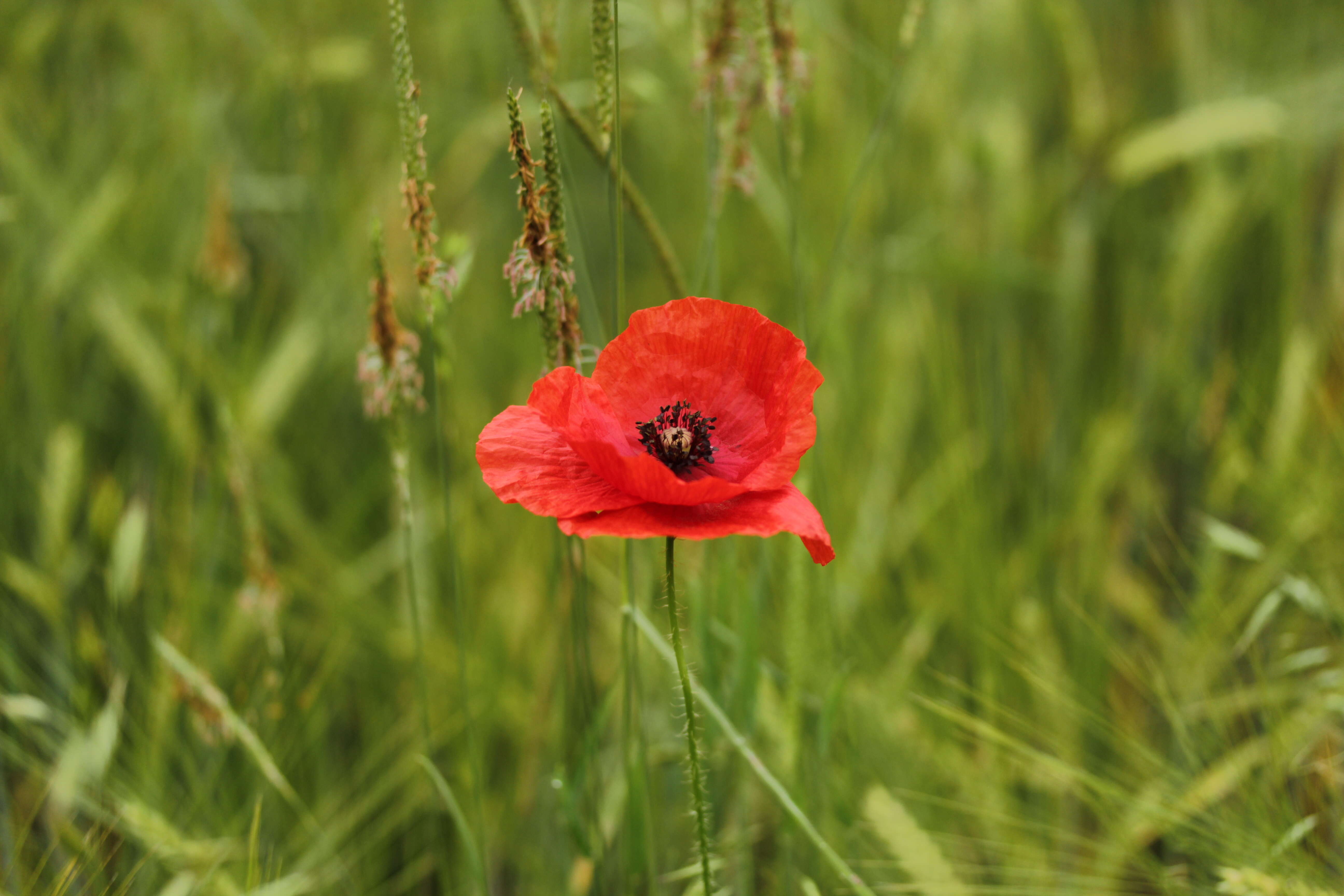 Image of corn poppy