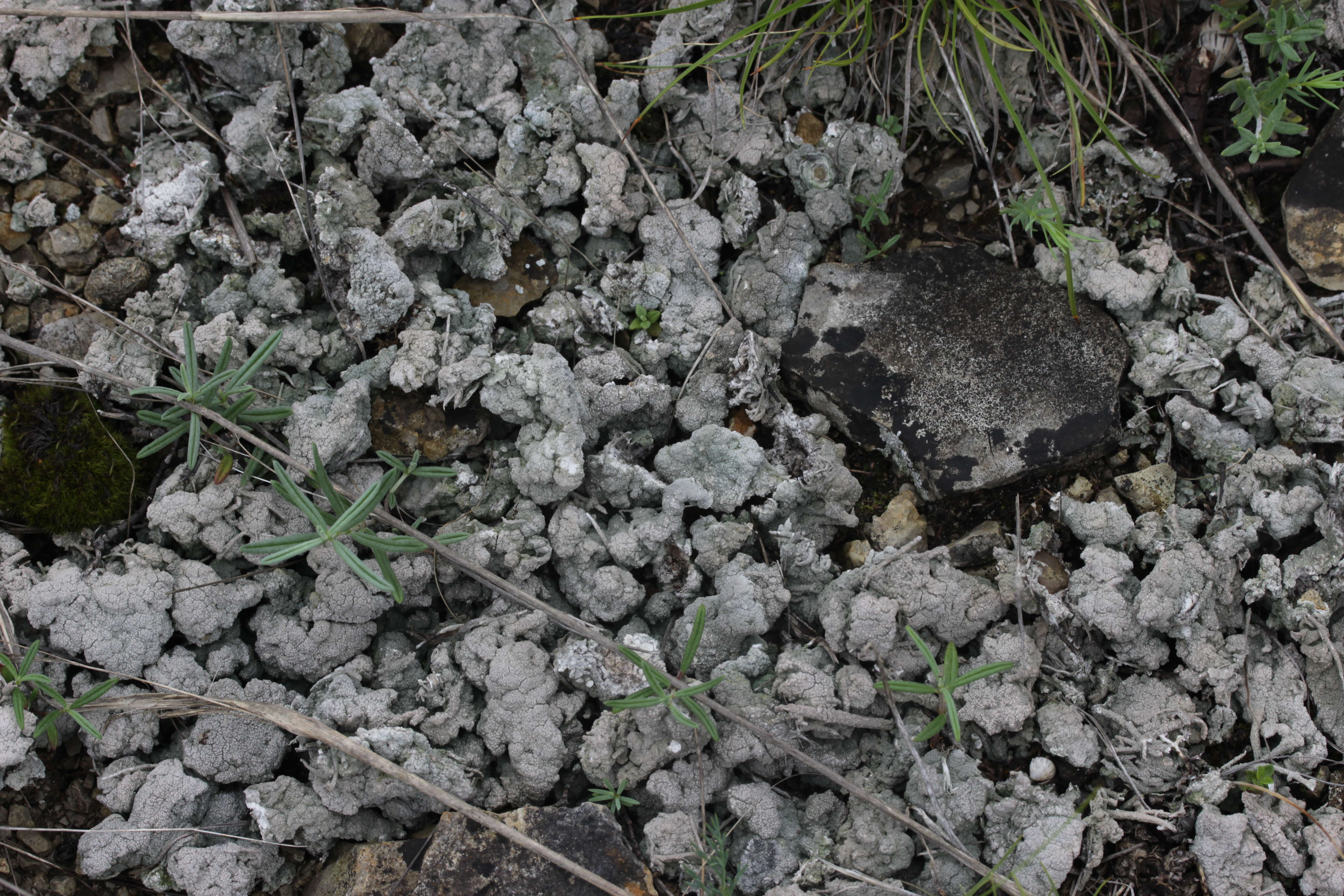 Image of crater lichen