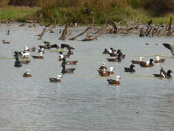 Image of Paradise Shelduck