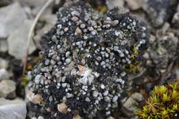 Image of bruised lichen