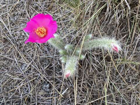 Image of Portulaca eruca Hauman