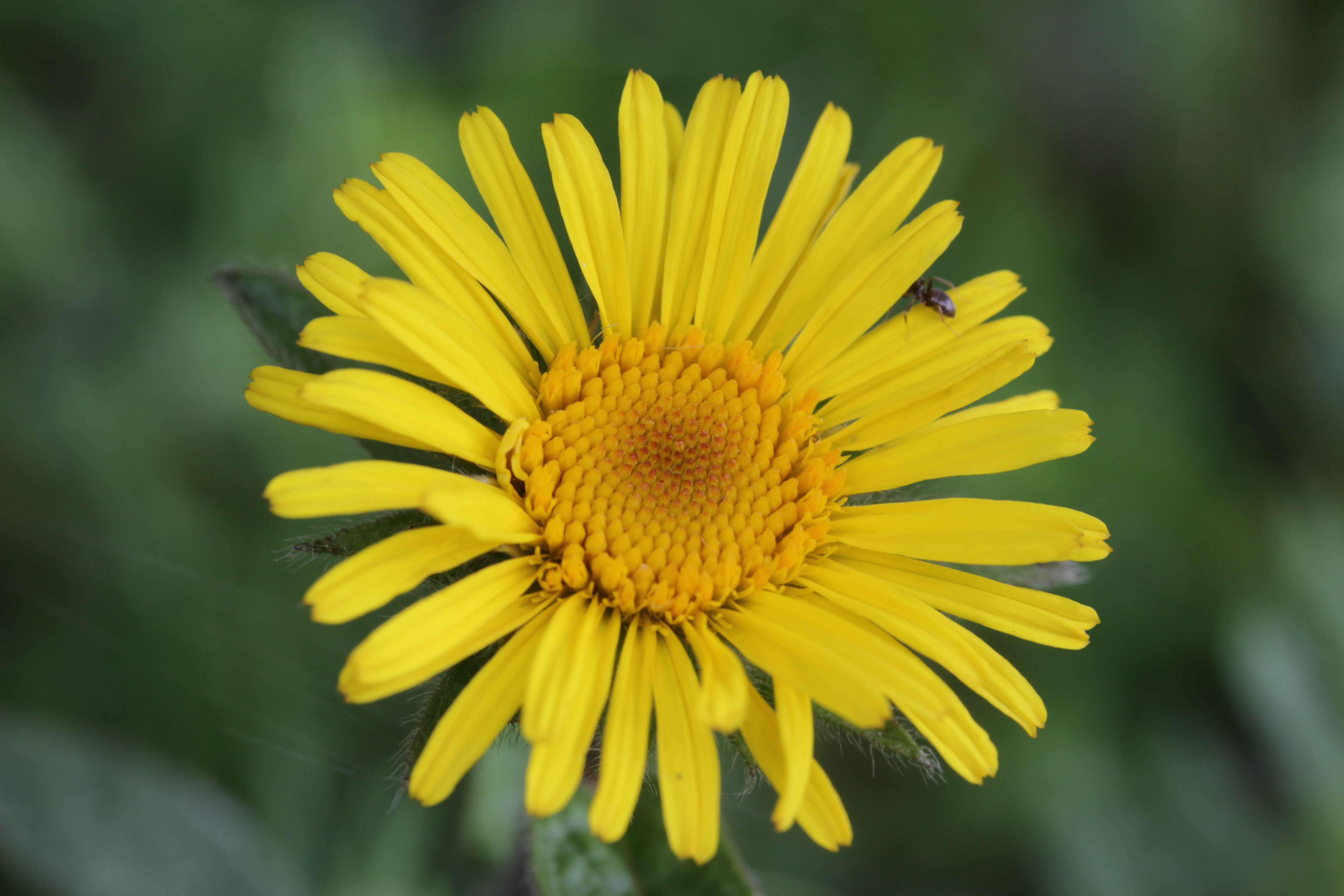 Image of Inula hirta