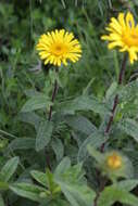 Image of Inula hirta