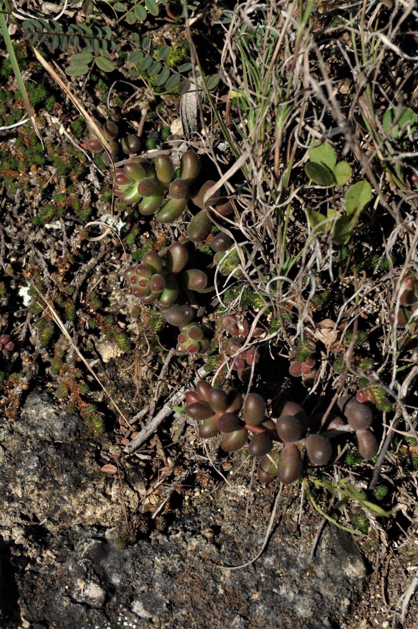 Image of Sedum stahlii Solms