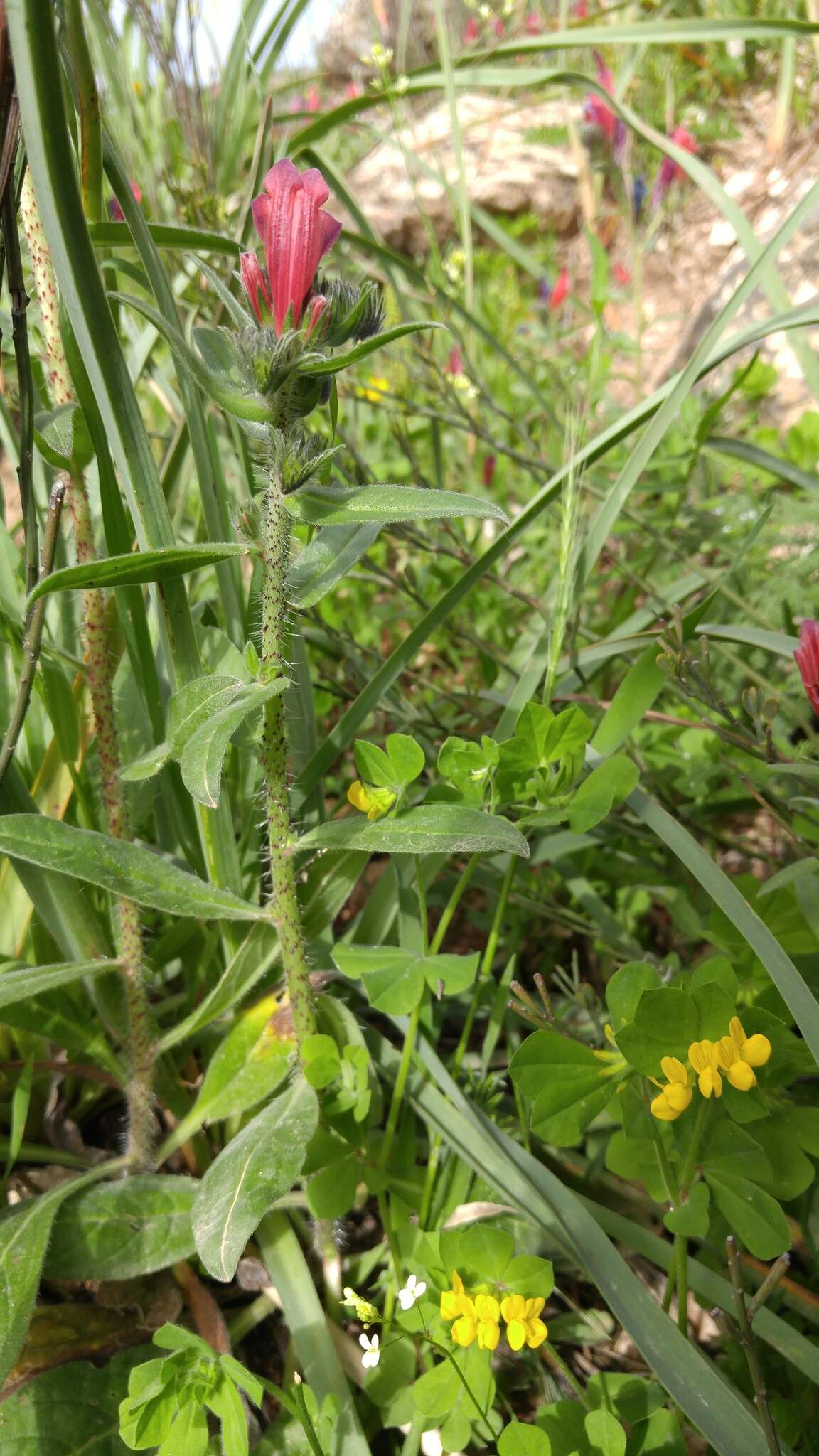 Image of Cretan viper's bugloss