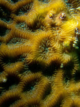 Image of lesser star coral