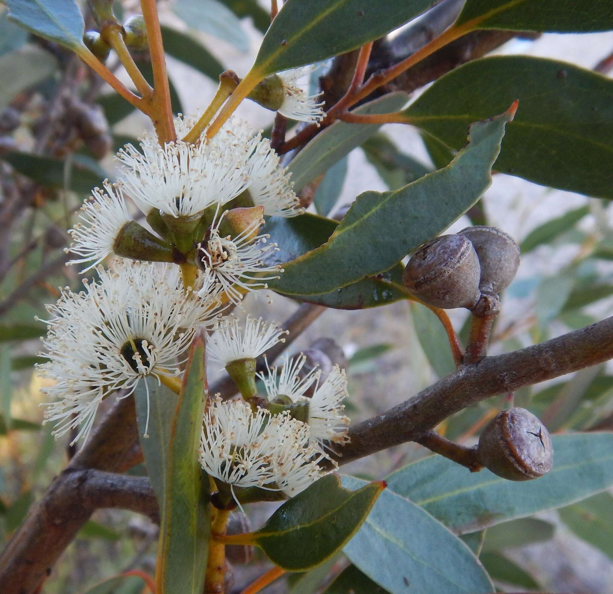 Image of Coastal White Mallee