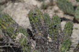 Image de Echinocereus enneacanthus subsp. brevispinus (W. O. Moore) N. P. Taylor