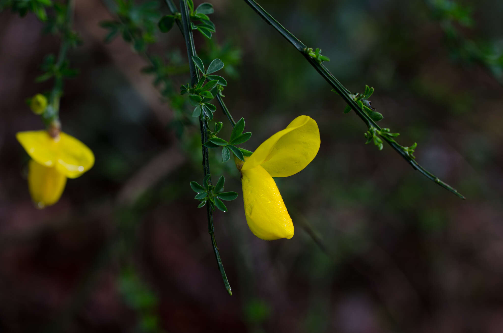 Image of Scotch broom