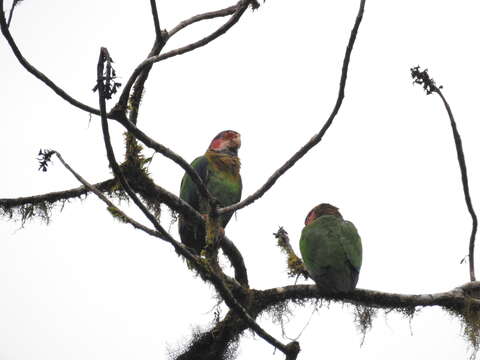 Image of Rose-faced Parrot