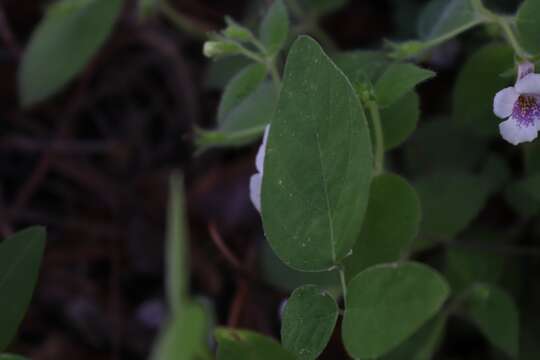 Image of Achimenes ixtapaensis