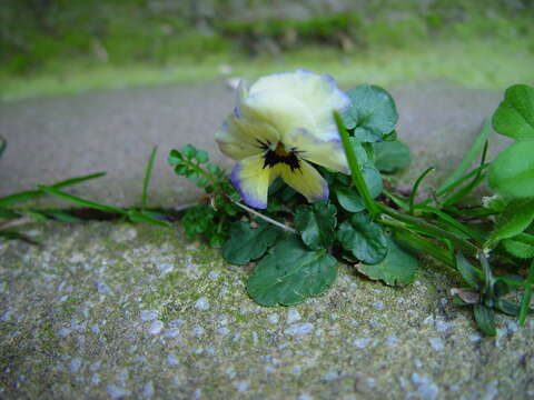 Image of hybrid violet